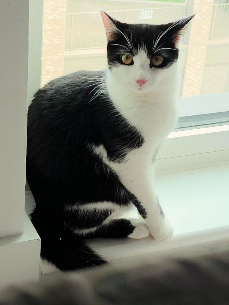 Cat for sale, Turkish Angora