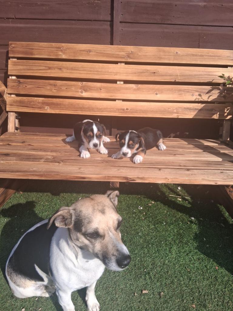 Jack Russell puppies 