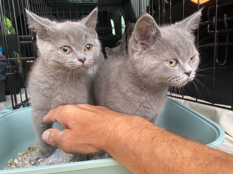 British shorthair kittens 