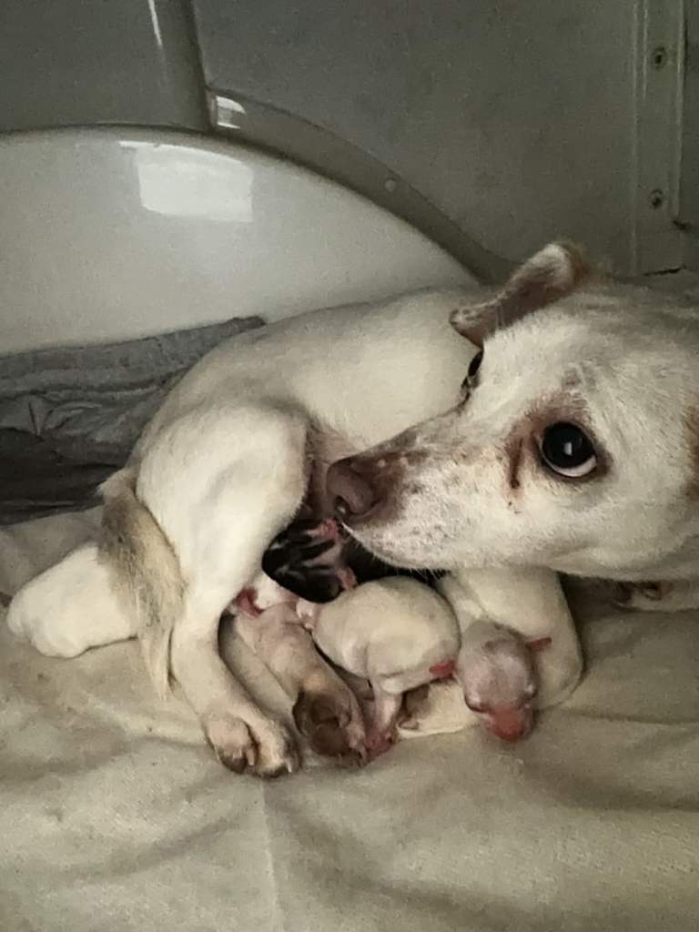 Jack RussellX Chioua