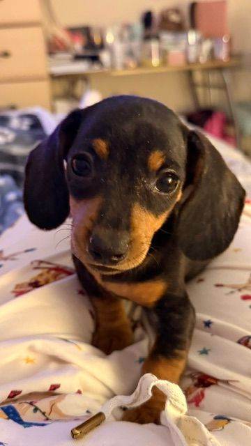 5 month mini dachshund