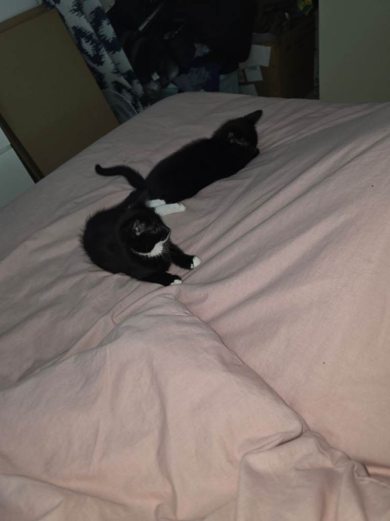 11 week old female kittens 