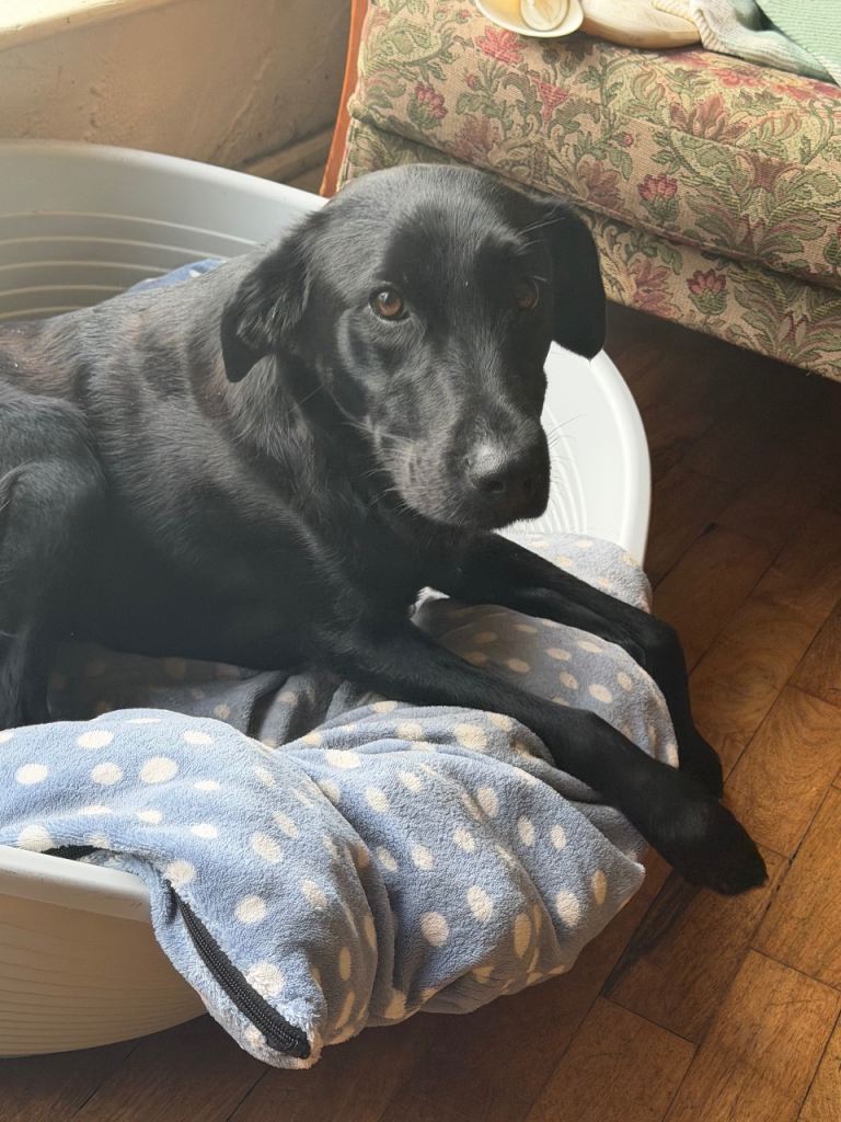 Dog for rehoming