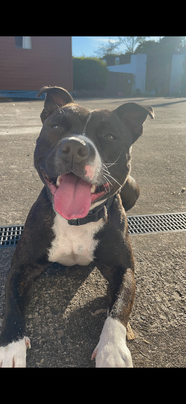 6 Staffordshires for sale 