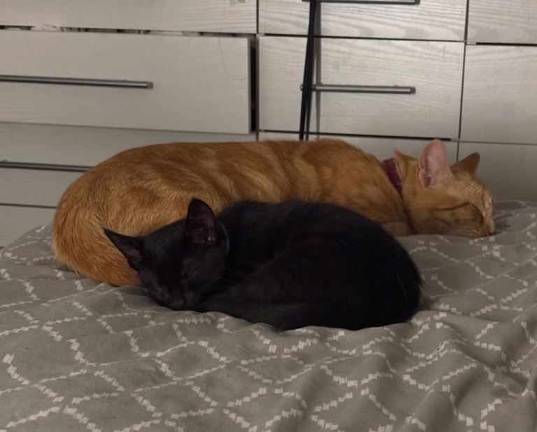 BEAUTIFUL 1 BLACK KITTEN FOR SALE