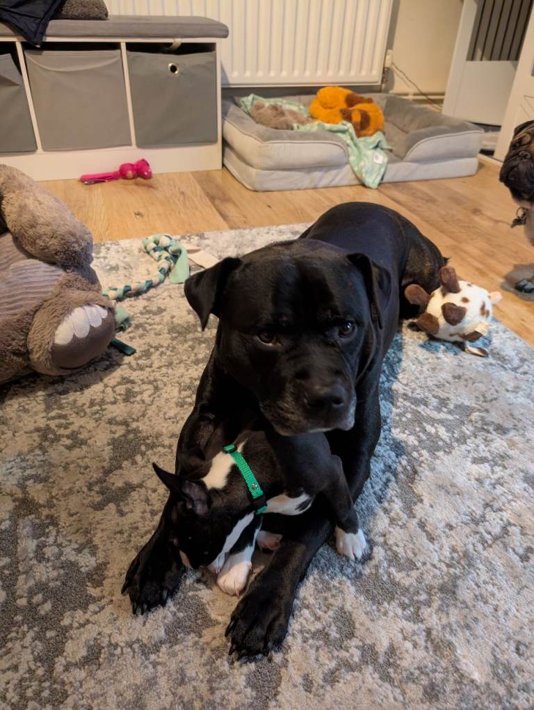 Gorgeous Male Staffie in need of a new loving home