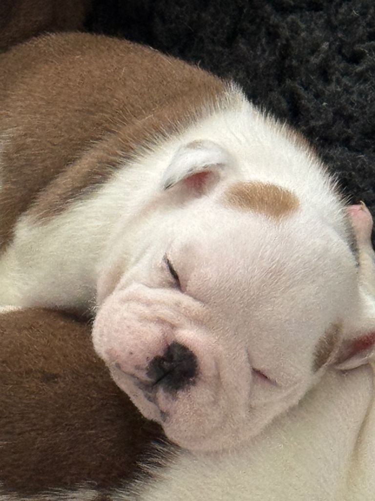 KC REGISTERED English Bulldog Puppies Red/White