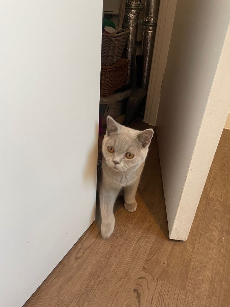 British shorthair kittens pedigree registered 