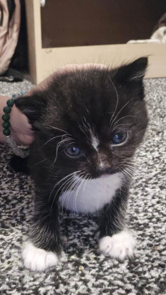 *ready now*Beautiful Ragdoll cross kittens 