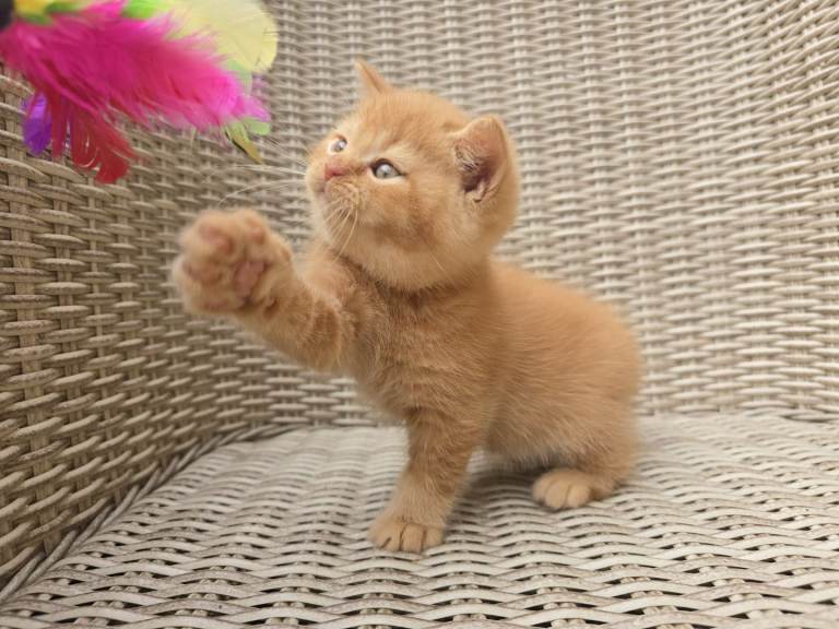 Pedigree British Shorthair Kittens