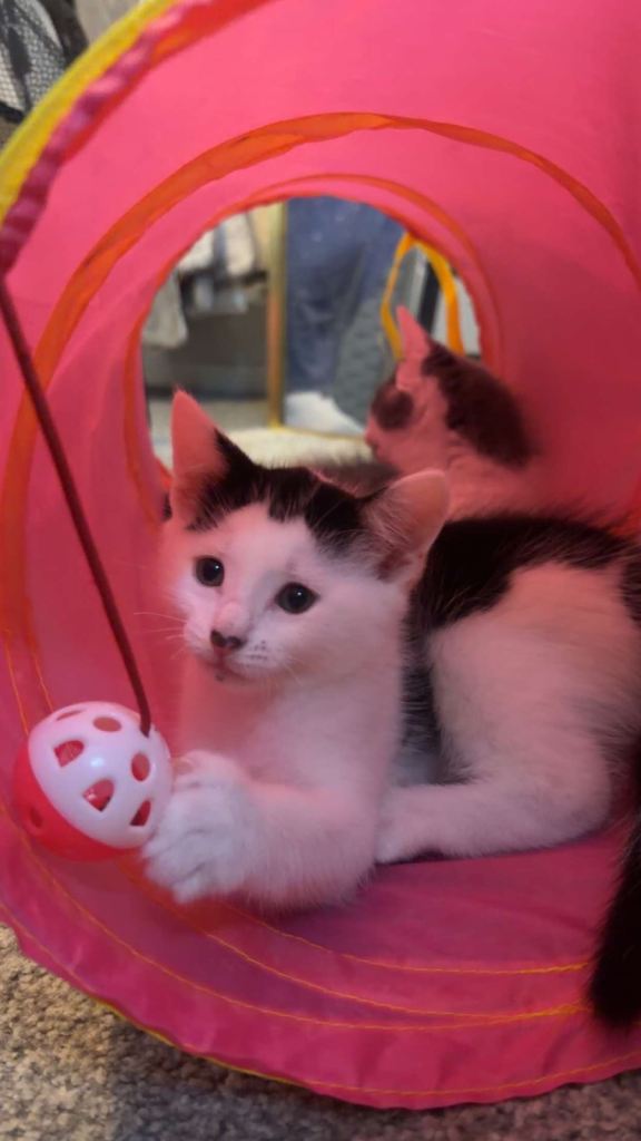 Gorgeous male kitten 
