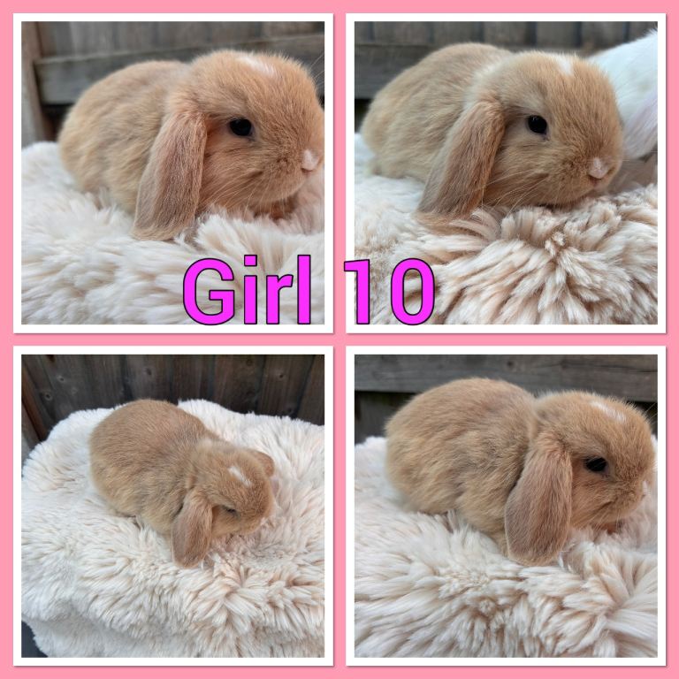 Mini lop baby rabbits 