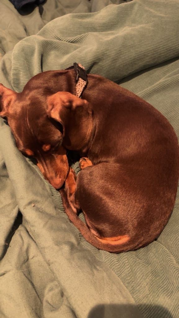 Dashhound 5.5 month old 