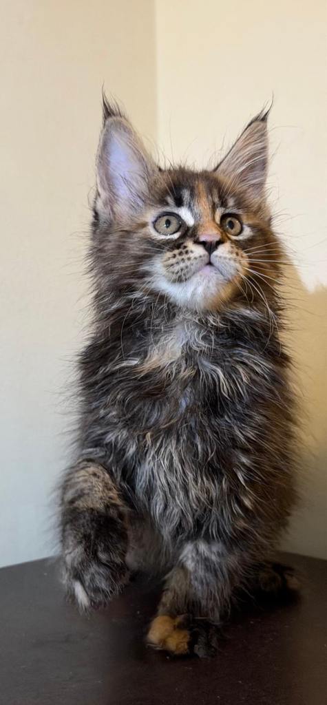 Beautiful purebred maine coon kittens