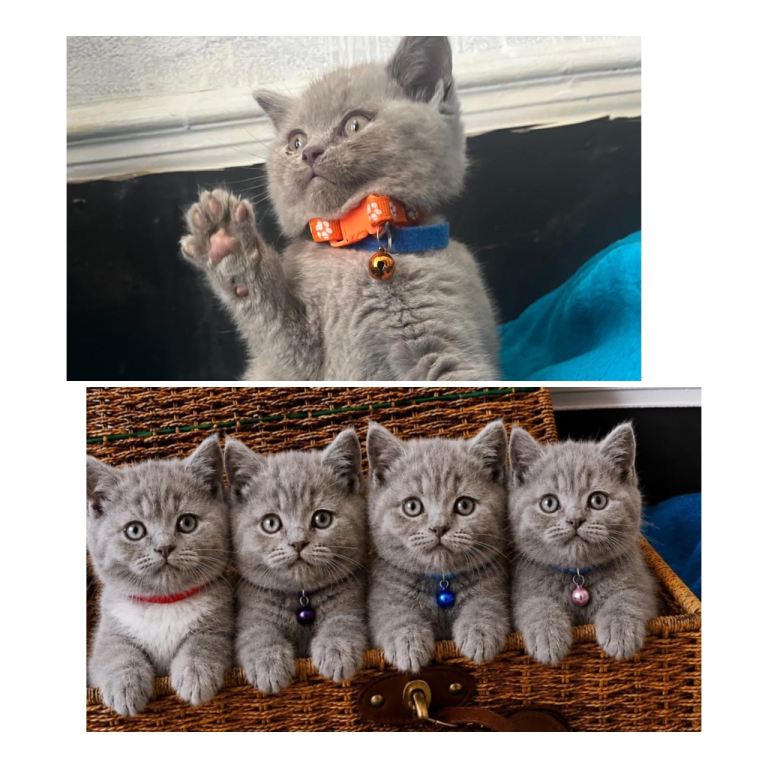 £600 Kittens… British short hair 