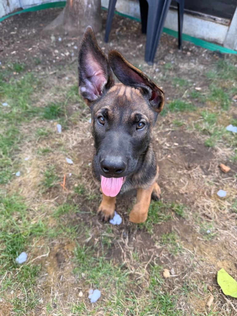 Belgian Malinois Puppy for sale 
