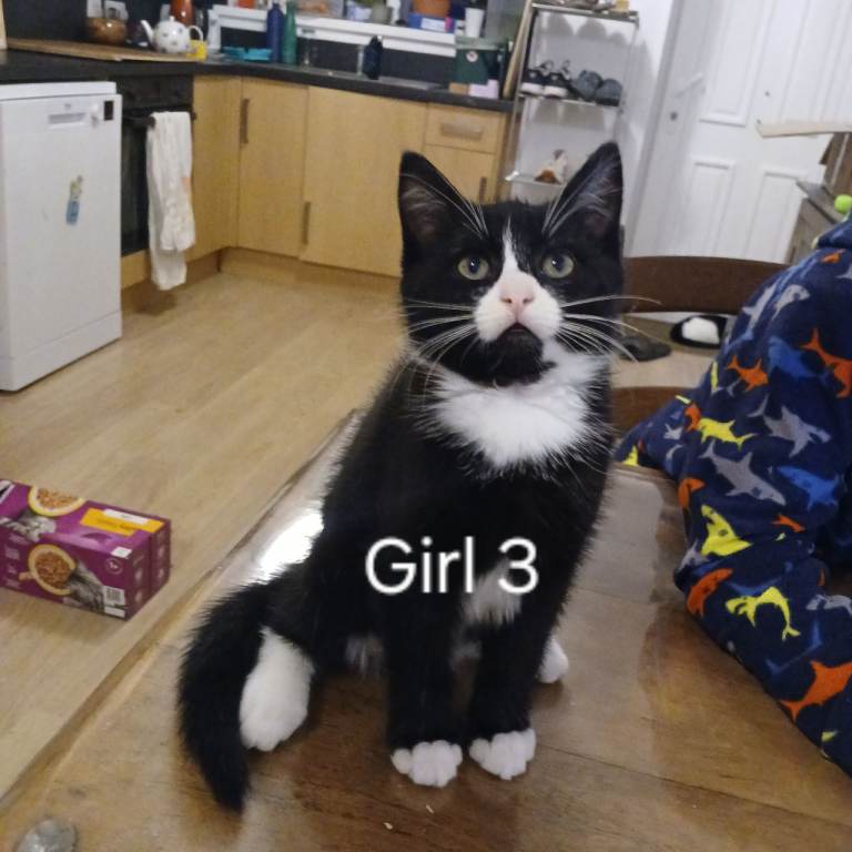 Black and white tuxedo kittens