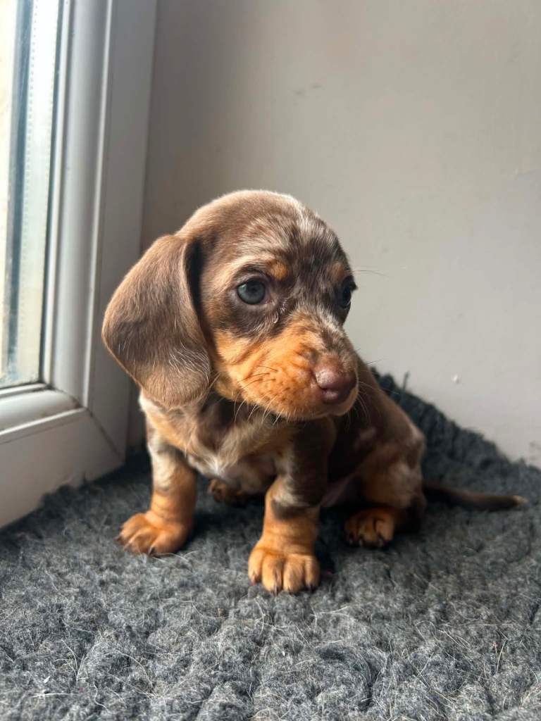Standard dachshund 