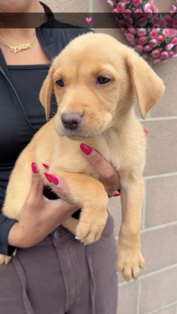 Labrador puppies puppies 