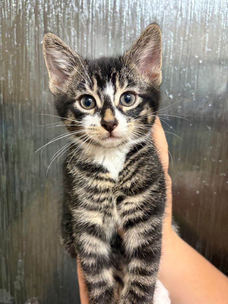 Bengal X kittens