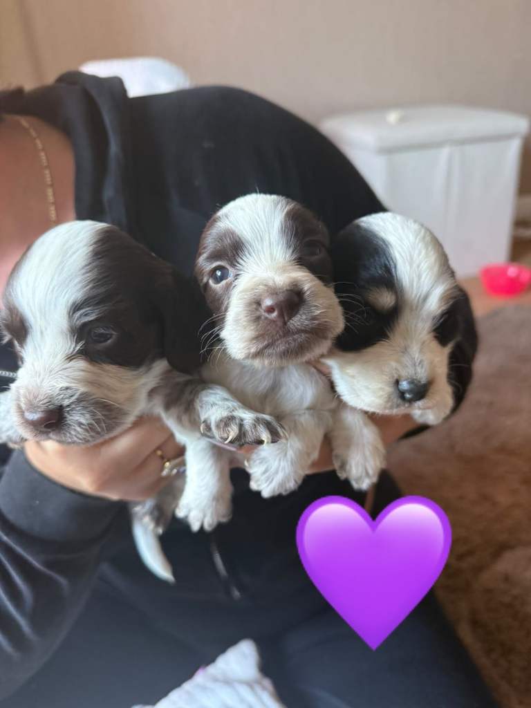 Spaniel puppy’s 