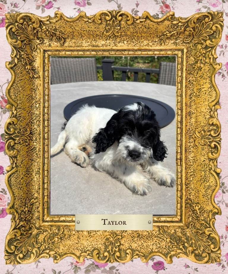 🐾 One Beautiful Sproodle Girl-DNA Tested-Licensed 💕 Champion Working Bloodlines