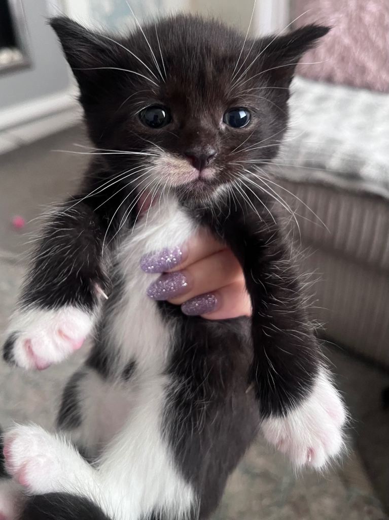 Kittens for sale 