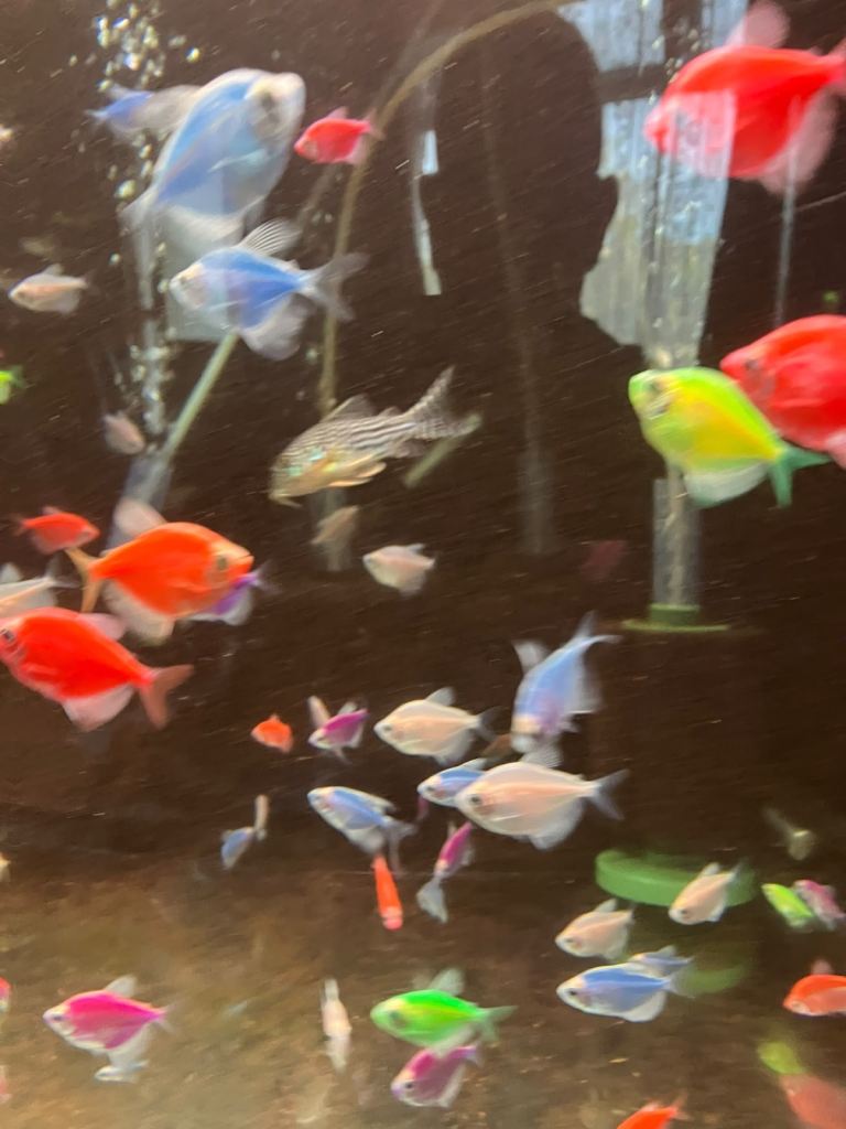 STERBAI CORYDORAS £8 EACH COLLECTION ONLY FROM PLYMOUTH