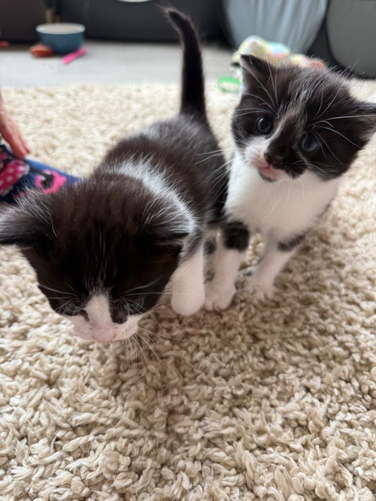 Male kittens 