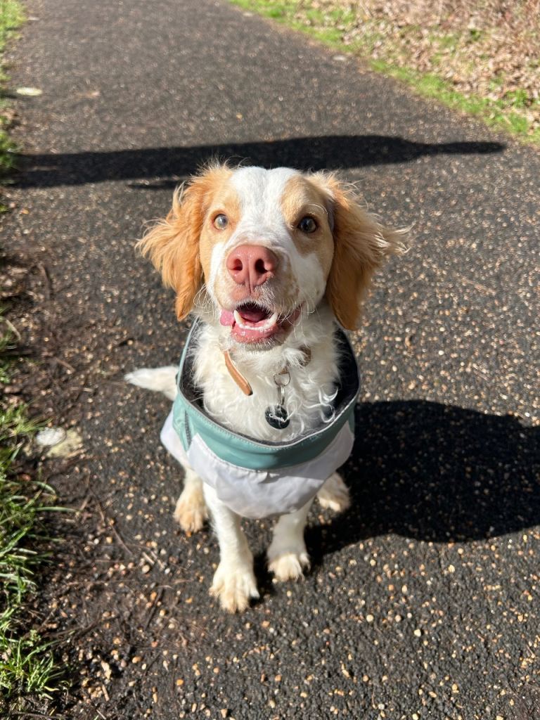 Rolo 
