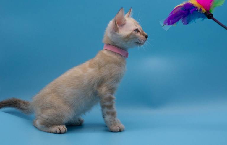 ✨ TICA Registered – Beautiful Snow Lynx Bengal Girls Available ✨
