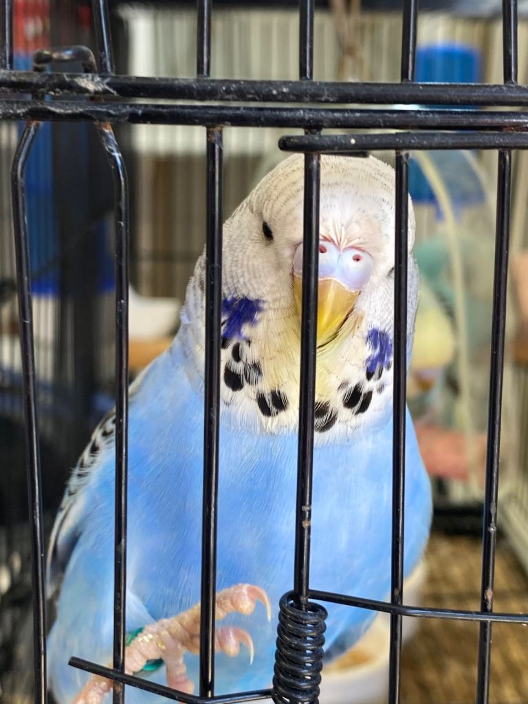 Baby Budgies ready now ideal to hand taming 
