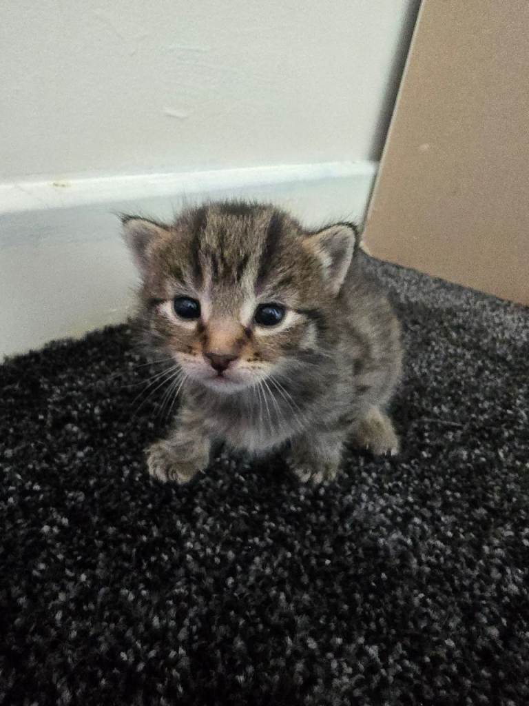 Kittens for sale 