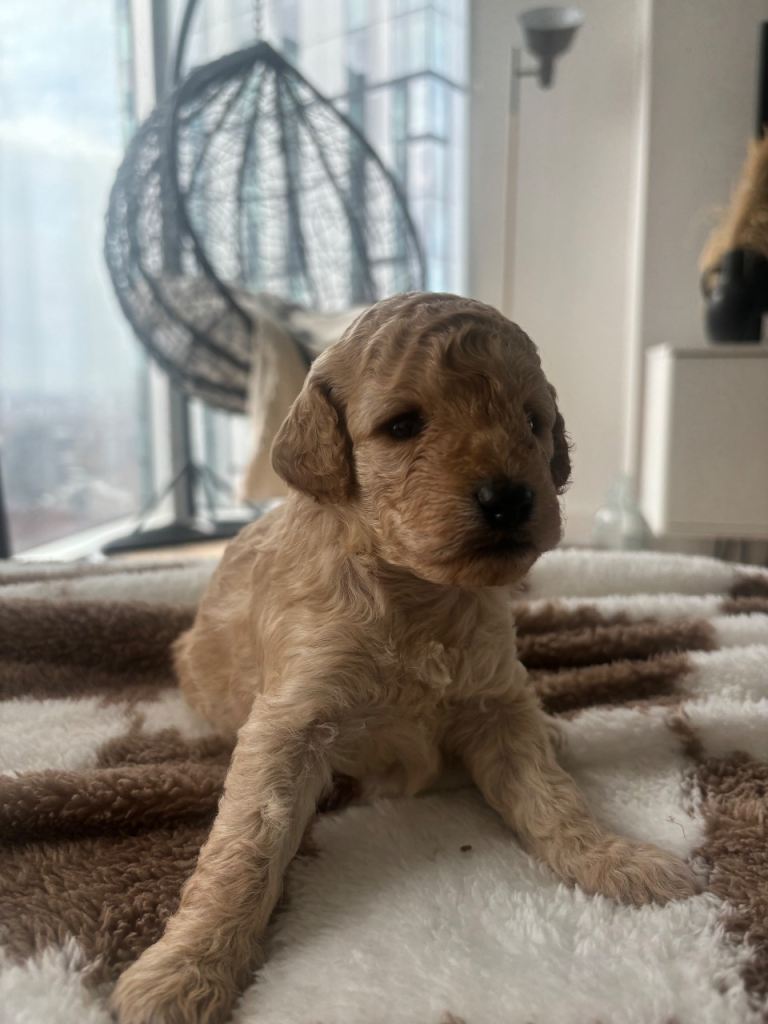 BABY TEDDY FLUFFY COCKAPOO PUPPIES