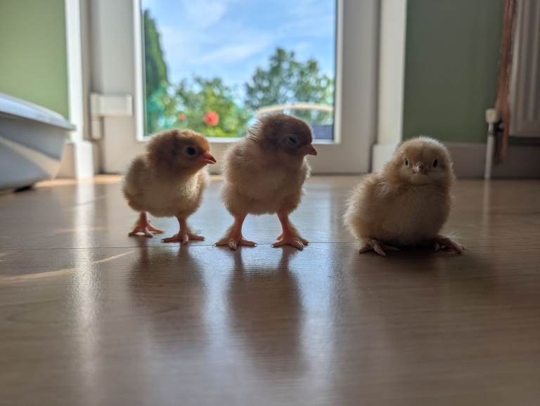 Baby chicks