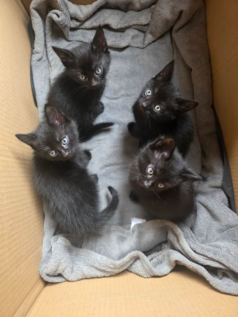 Kitten 