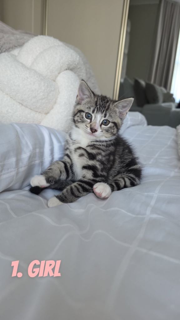 Three Adorable Female Kittens 