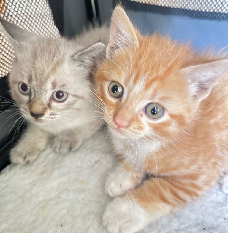 🐱 Beautiful Ginger & White Kittens Looking for Loving Homes 🏡