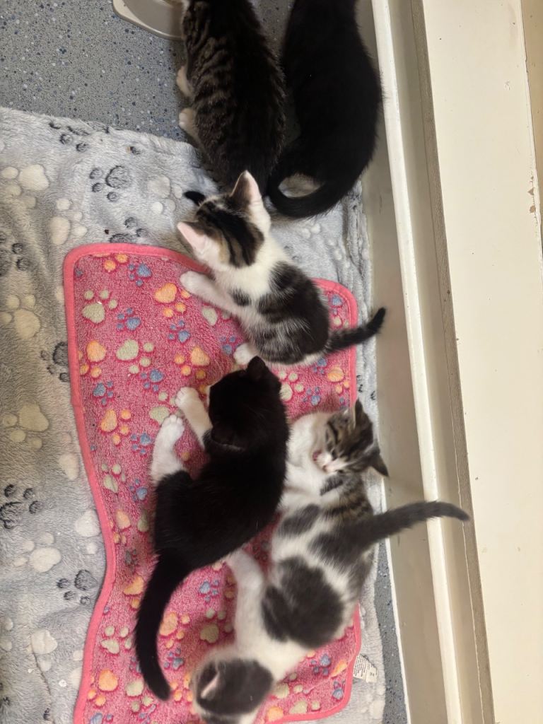 6 kittens male and female!