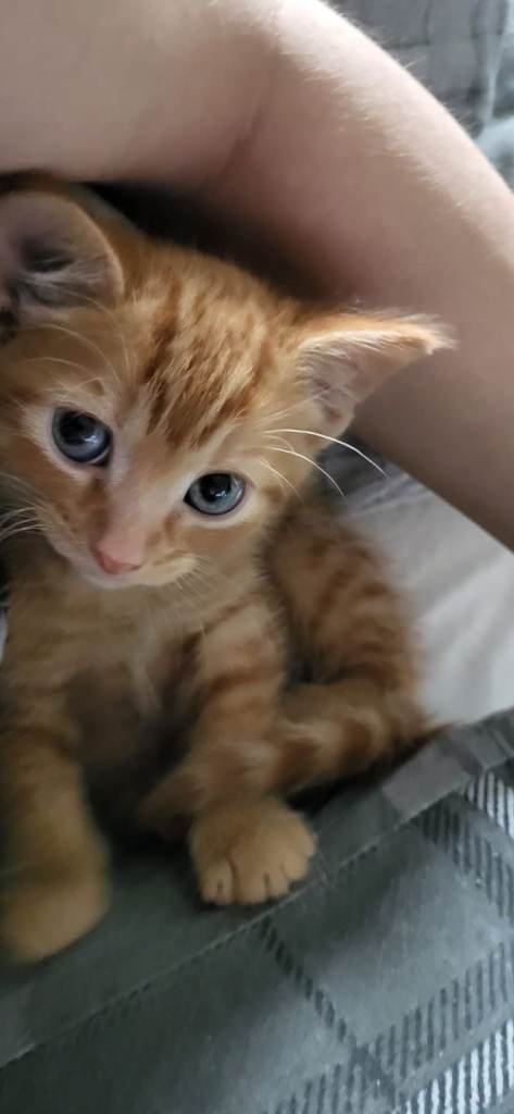 Main coon mixed kitties.. 