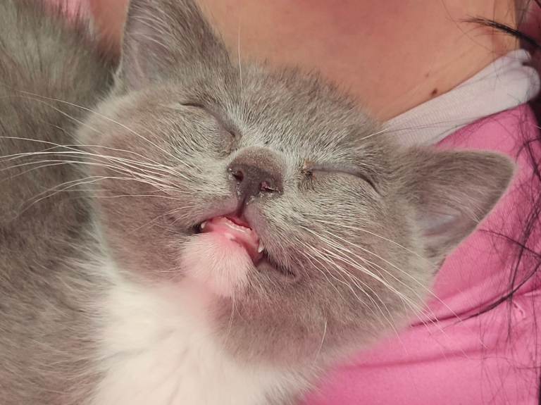 Female kitten for sale 