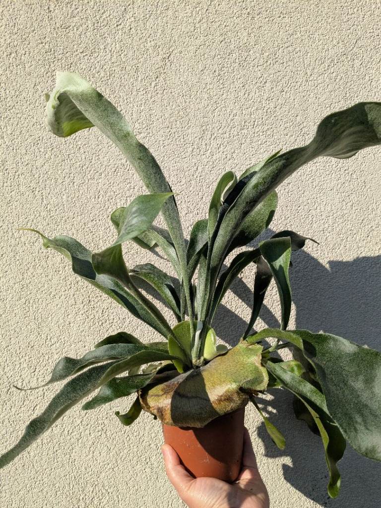 Super Healthy Staghorn fern 