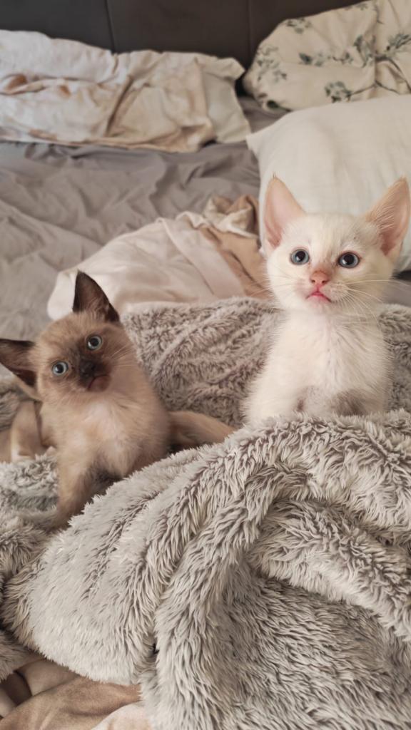 2 Siamese mix kittens -Blue eyes 