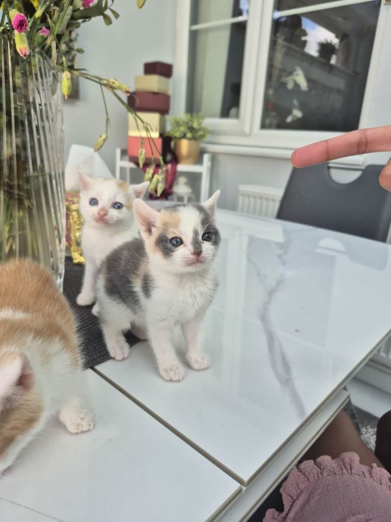 3 males 1 female kittens for sale