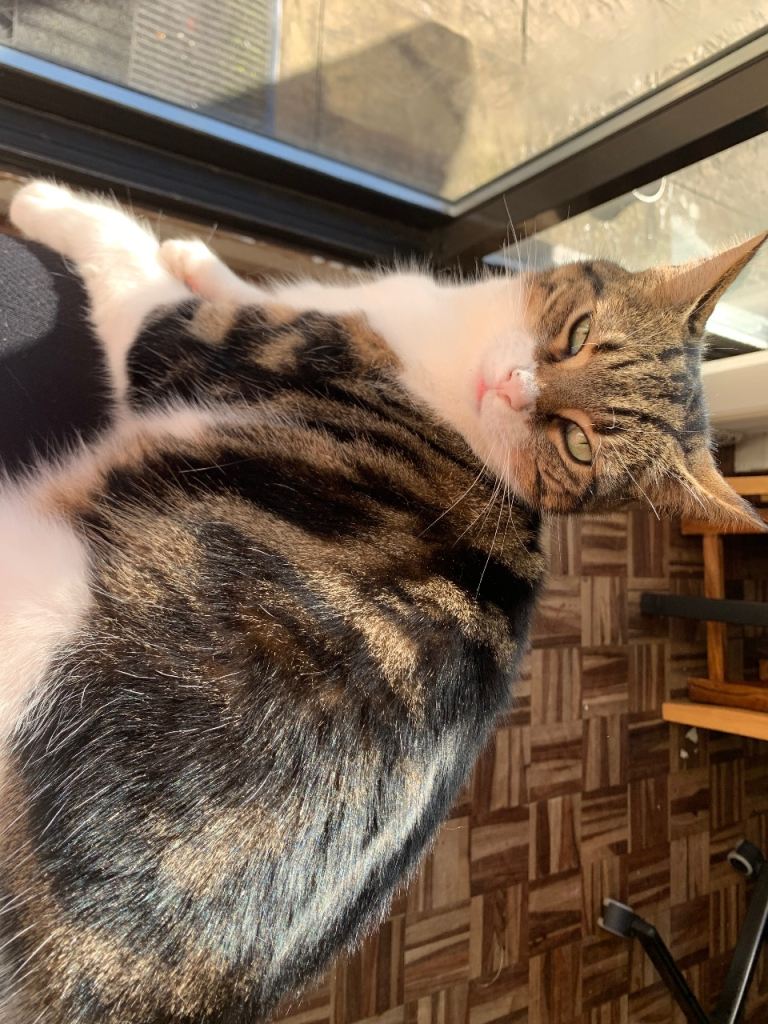 Mixed breed female cat