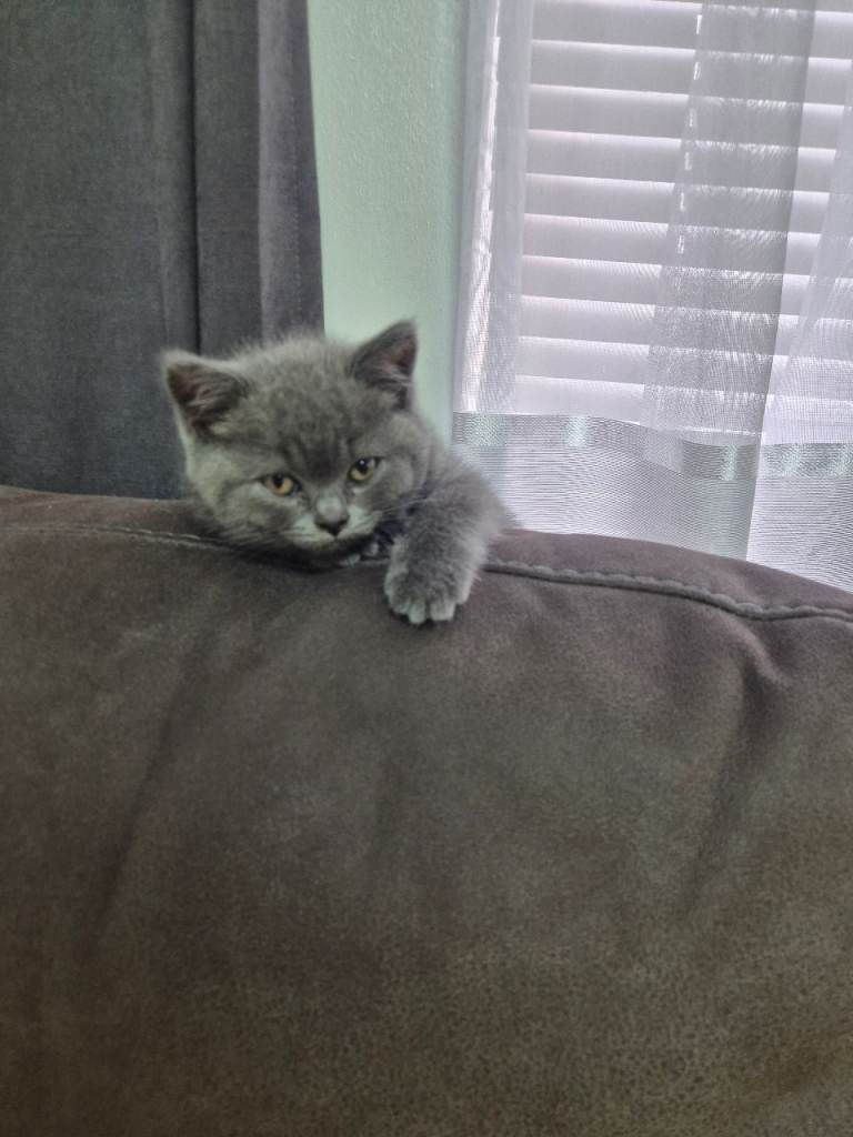 Kittens