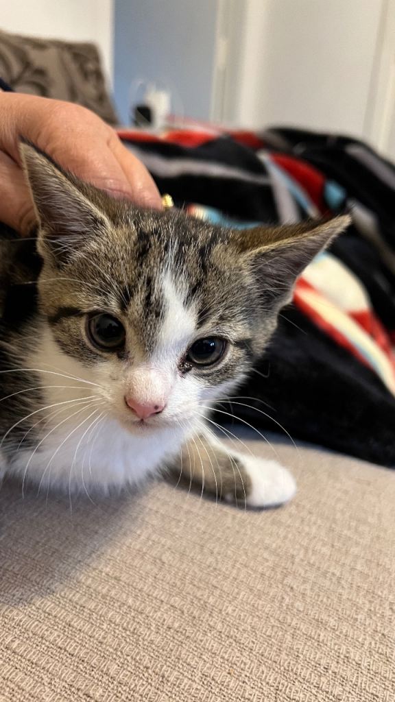 2 Female Kittens for sale