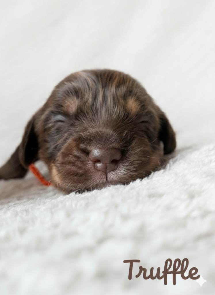 Very cute Sprokerpoo Puppies for sale