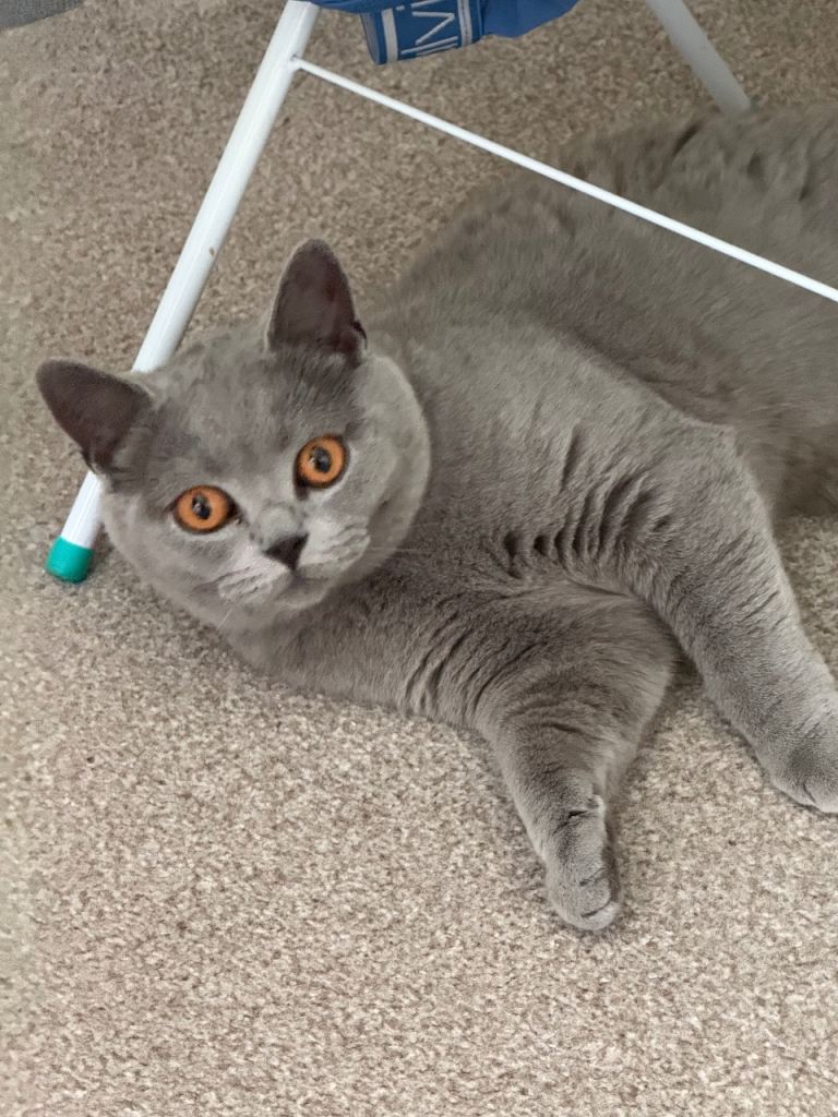 FEMALE (NOT spayed) British short hair Cat aged 1.3 yo