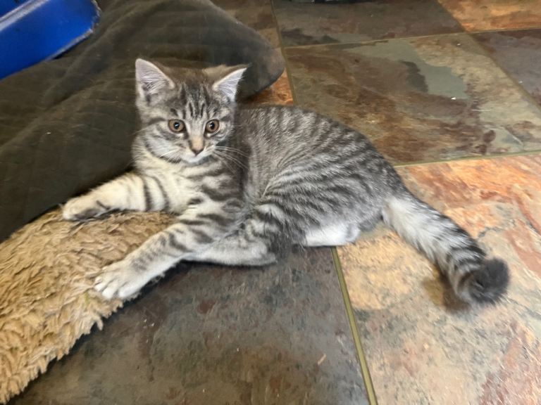 British short haired  X  kitten